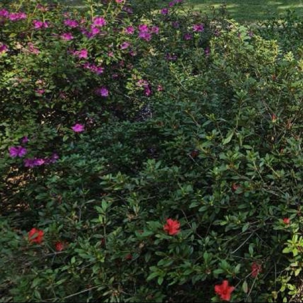 Meet your Posher, Randi